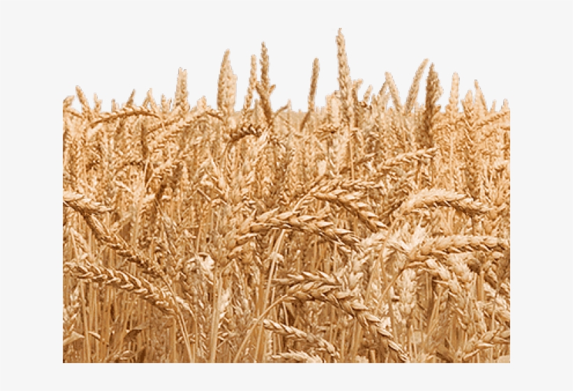 Triticale, transparent png #9278948