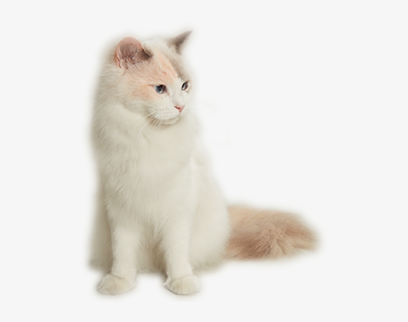 Turkish Angora, transparent png #9278950
