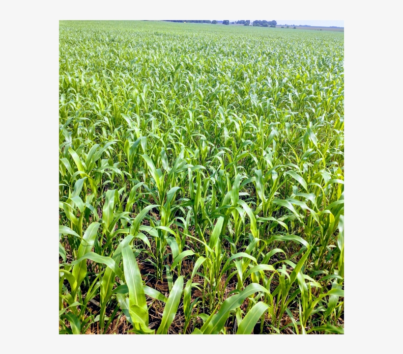 Bmr Grazing Corn Planted After Wheat - Cash Crop, transparent png #9279098