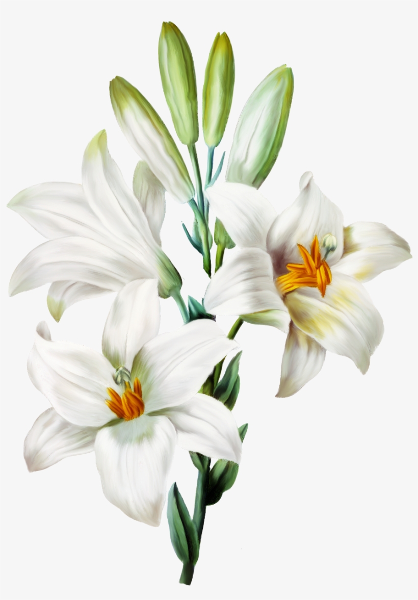 Flowers Sticker Transparent Background White Lily Flower Png Free Transparent Png Download Pngkey