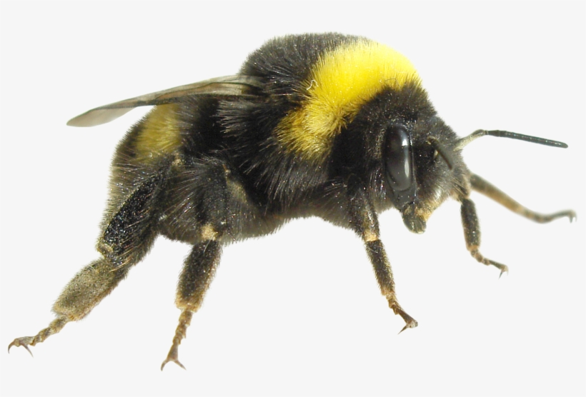 Transparent Bugs In House - Bumble Bee, transparent png #9279330