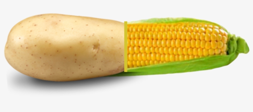 Expectedouija - Corn On The Cob, transparent png #9280249