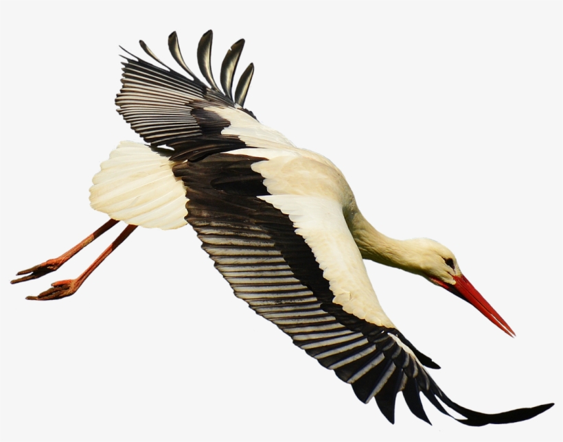 Crane Clipart Stork Bird - Stork Transparent, transparent png #9281976