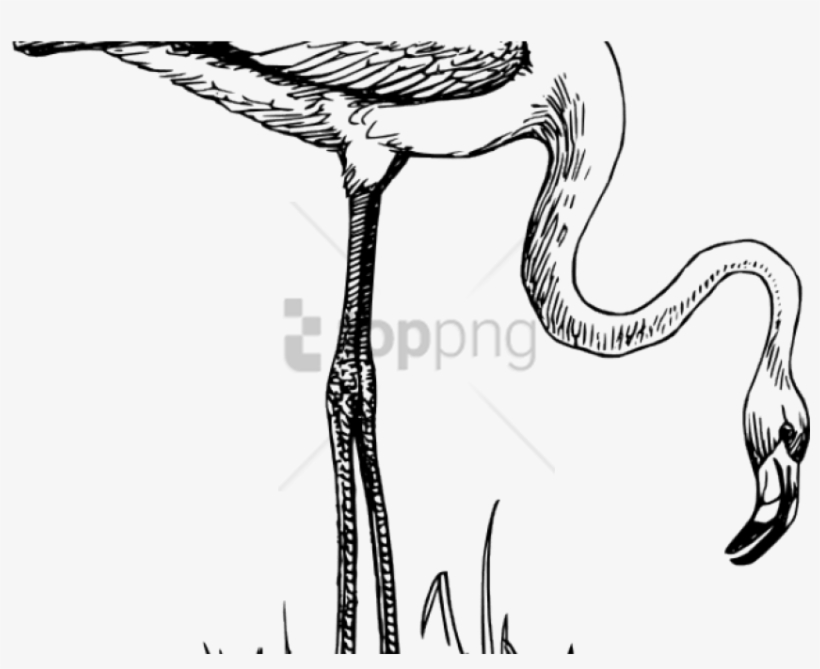 Free Png Download Flamingo Bird Black And White Png - Animals And Birds Black And White, transparent png #9282021