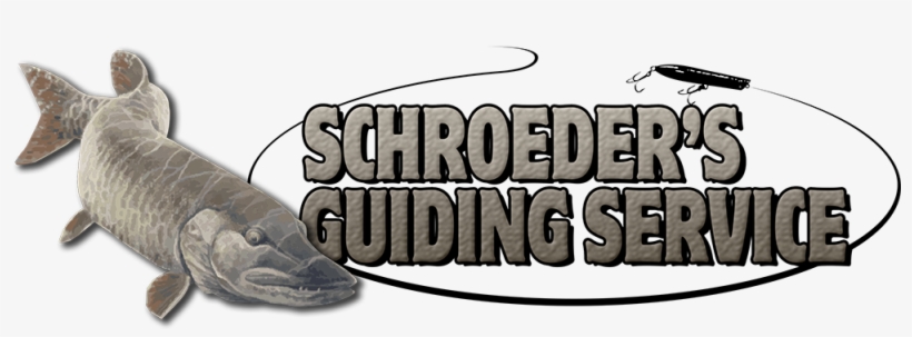 Schroeders Guiding Service - Alligator, transparent png #9283284
