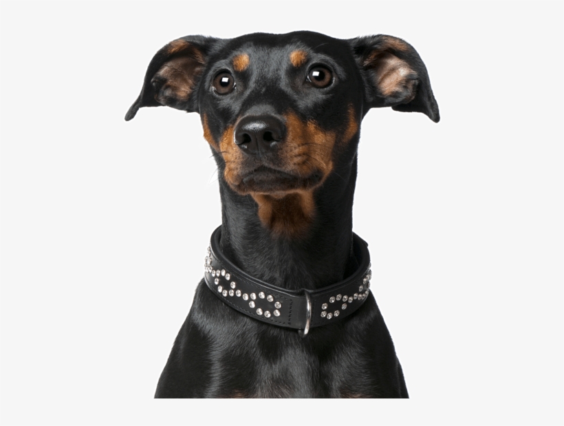 Dachshund Yorkie Mix - Companion Dog, transparent png #9283933