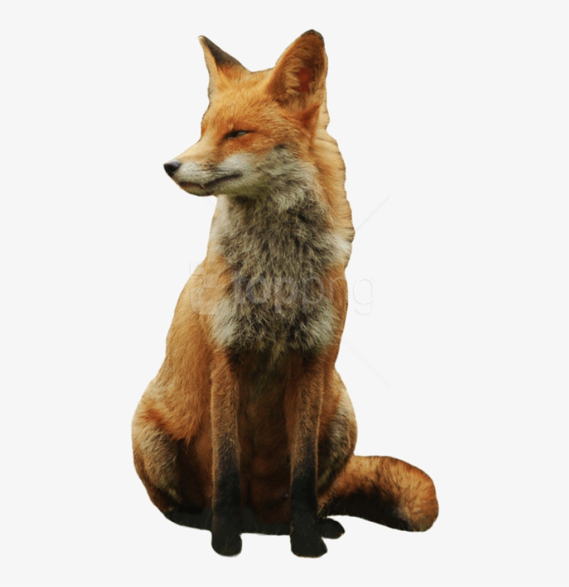 Download Fox Png Images Background - Red Fox Transparent, transparent png #9287274
