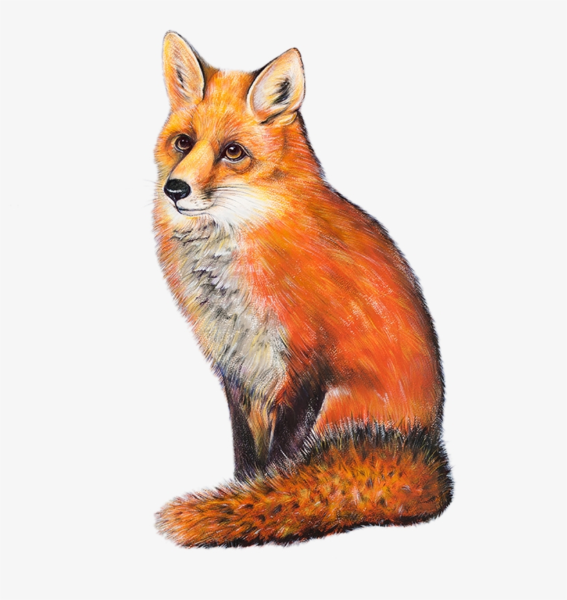 Red Fox Cottage - Red Fox Transparent, transparent png #9287323