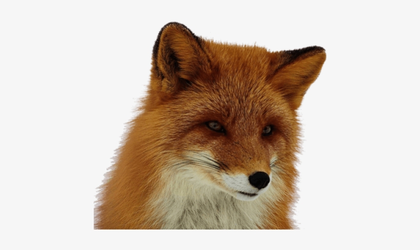 Red Fox Clipart Transparent Background - Transparent Red Fox, transparent png #9287459