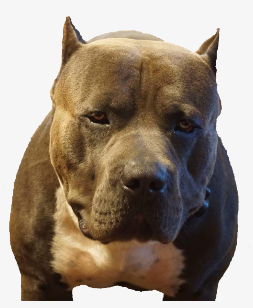 Big Mack - Pit Bull, transparent png #9288552
