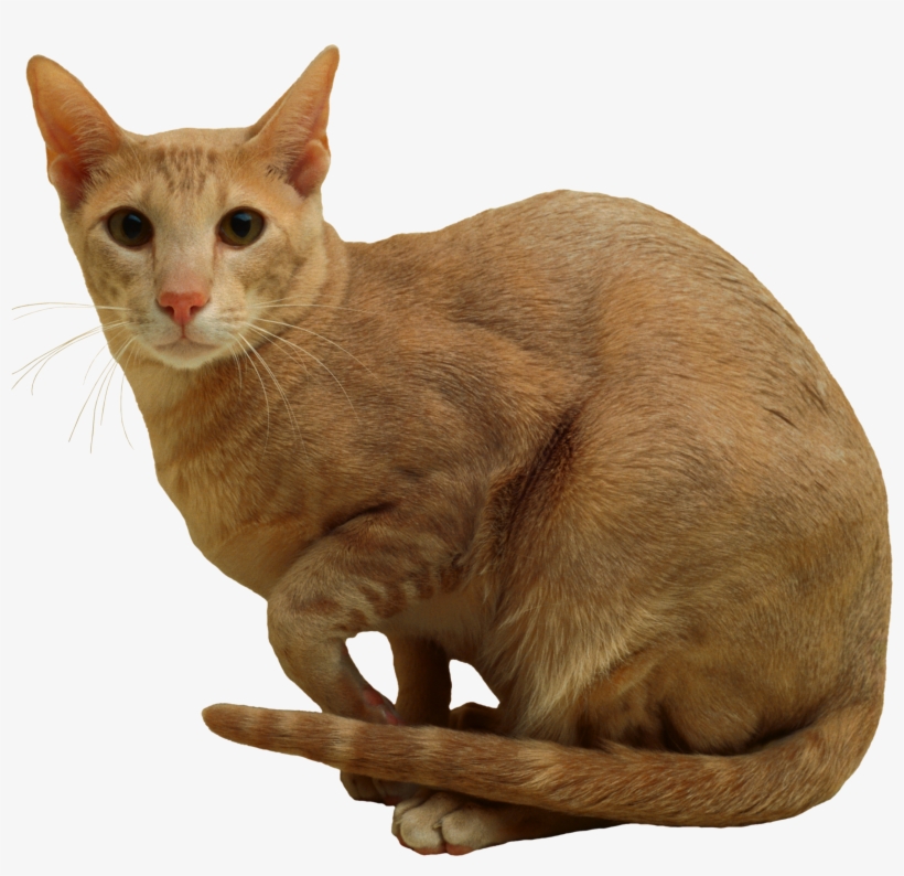 Domestic Short-haired Cat, transparent png #9289287