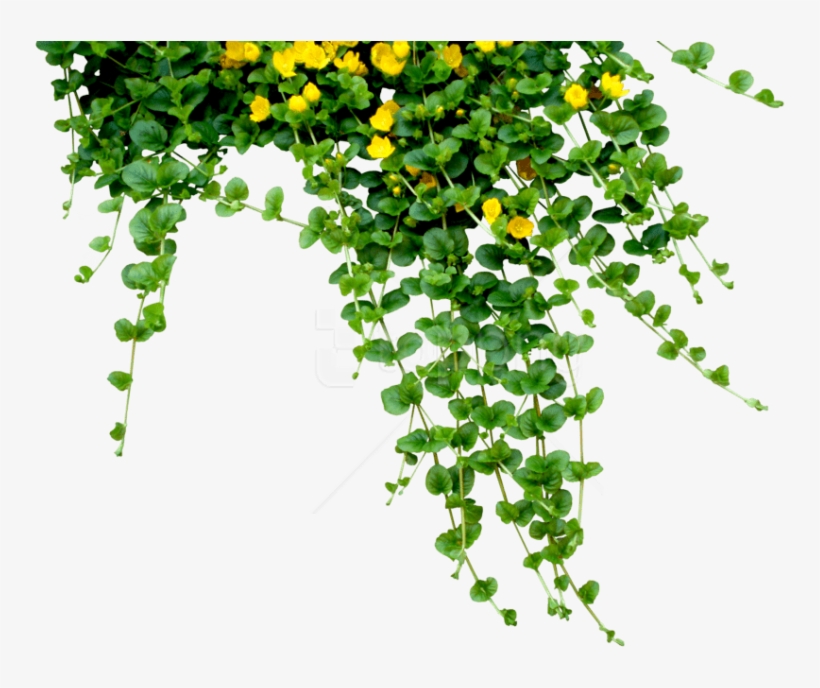 Free Png Download Plants Png Images Background Png - Leaves And Flowers Png, transparent png #9289581