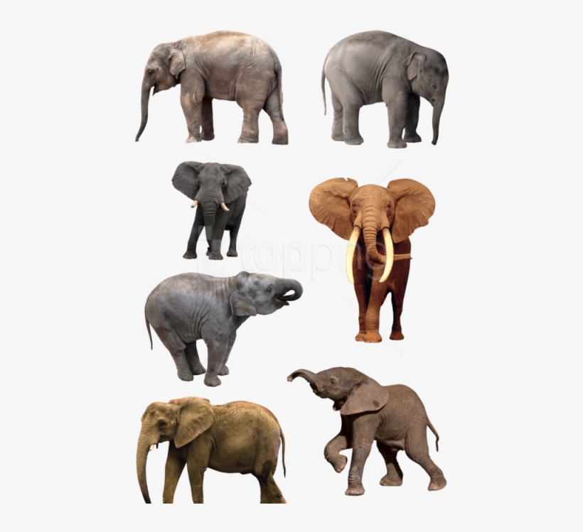 Free Png Download Elephant Png Images Background Png - Natural History Museum Of Los Angeles County, transparent png #9290870