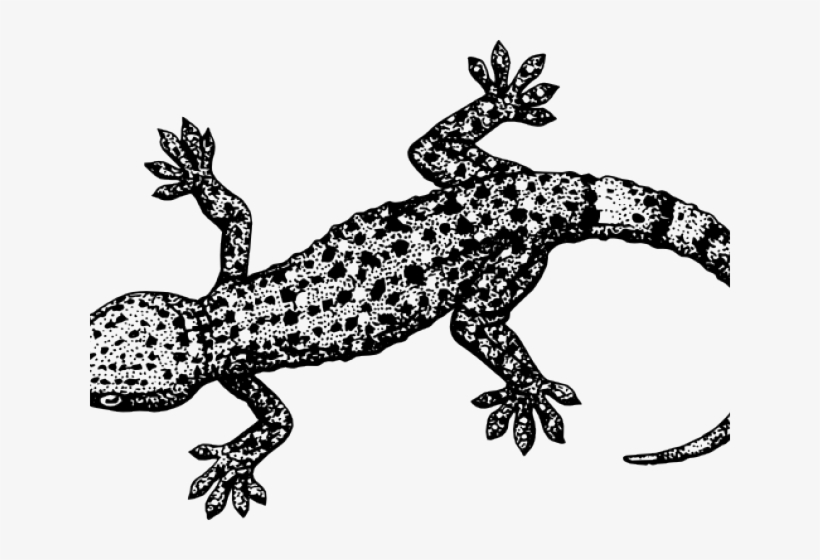 Drawn Lizard Transparent - Mark Making Worksheets, transparent png #9290903