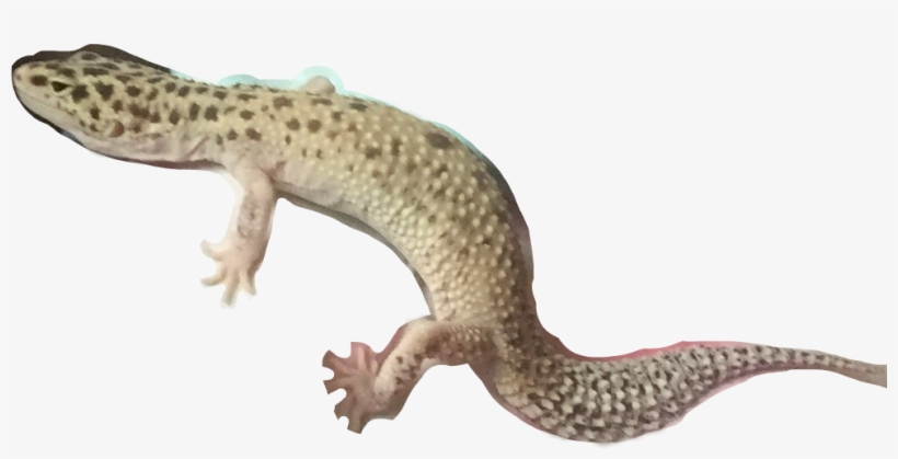 Nile Crocodile, transparent png #9291203