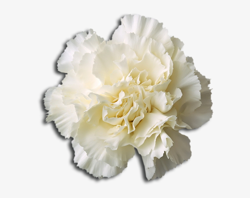 Alpha Phi Delta - Flower No Background Png, transparent png #9291518