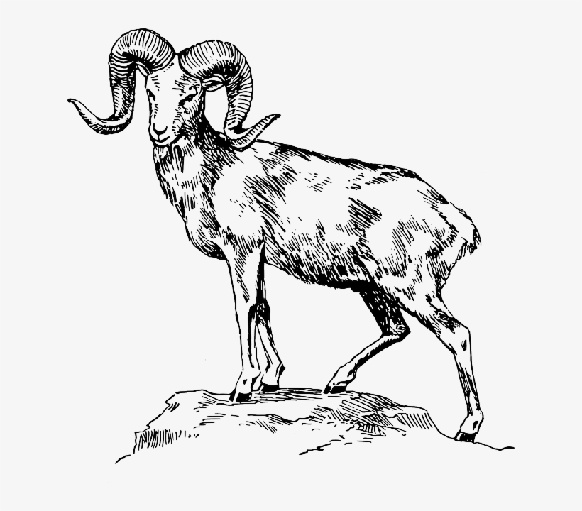 Clipart Goat Mountain Goat - Mountain Goat Clipart Black And White, transparent png #9292785