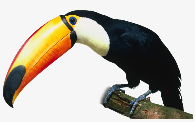 Go To Image - Kind Of Birds, transparent png #9294505