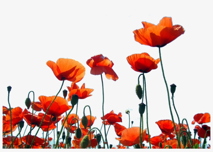 Personalised Bespoke Luxury Scented Candles Remembrance - Corn Poppy, transparent png #9296075