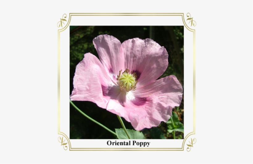 Rosa Rubiginosa, transparent png #9296138