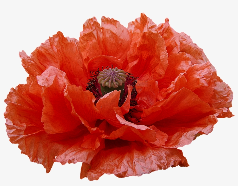 Poppy Red Flowers Transmission - Corn Poppy, transparent png #9296140