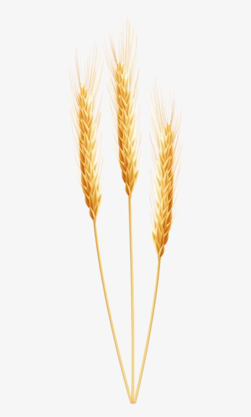 Wheat Png, Download Png Image With Transparent Background, - Transparent Wheat Png, transparent png #9296324