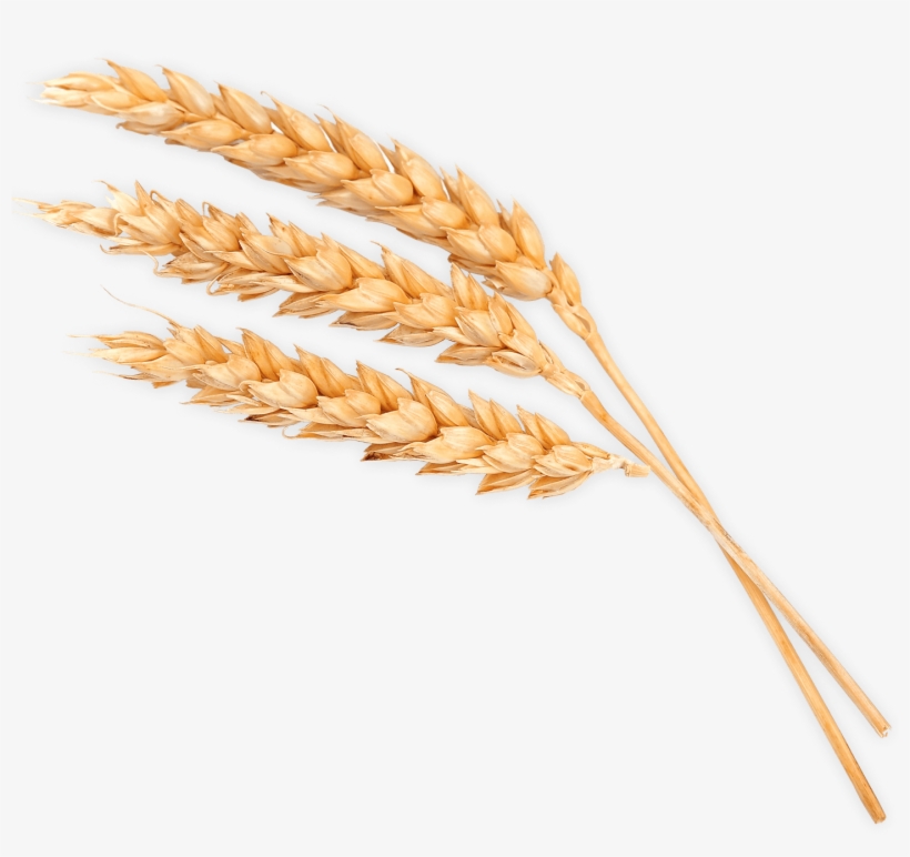 Grain Marketing - Phragmites, transparent png #9296408
