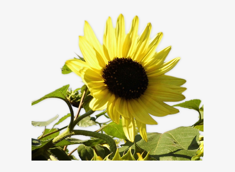 Gifs Y Fondos Paz Enla Tormenta - Sunflower, transparent png #9298536