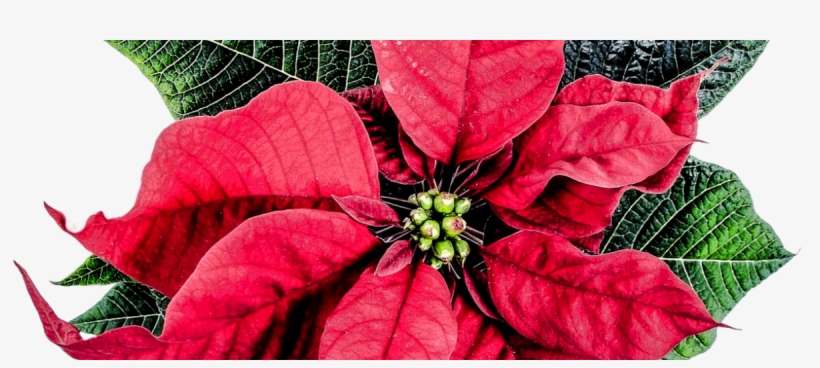 Como Cuidar Tu Planta De Navidad - Poinsettia Day December 12, transparent png #9298572