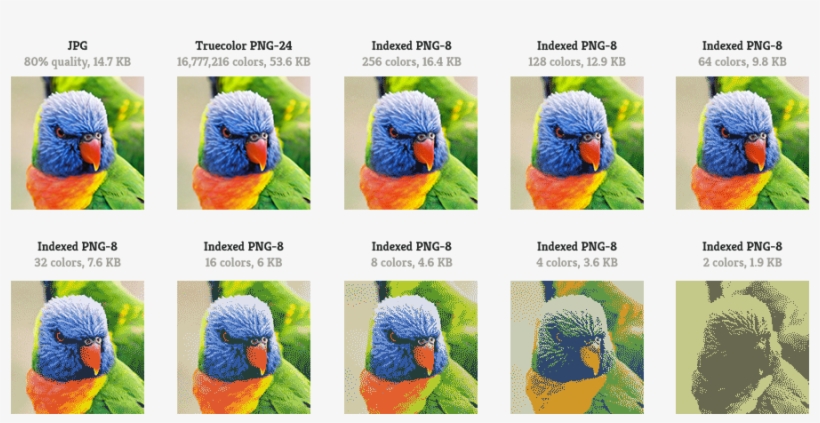 Lorikeet, transparent png #930932