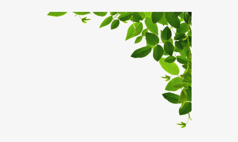 Wild Wood Foundation - Organic Liquid Nighttime Multimineral By Maryruth (coconut), transparent png #931357