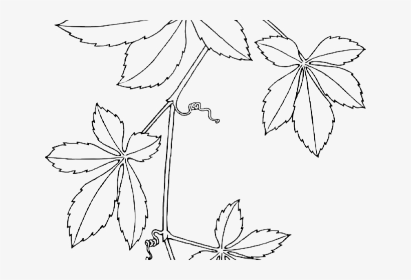 Drawn Vine Creeper Plant - Virginia Creeper Drawing, transparent png #931501