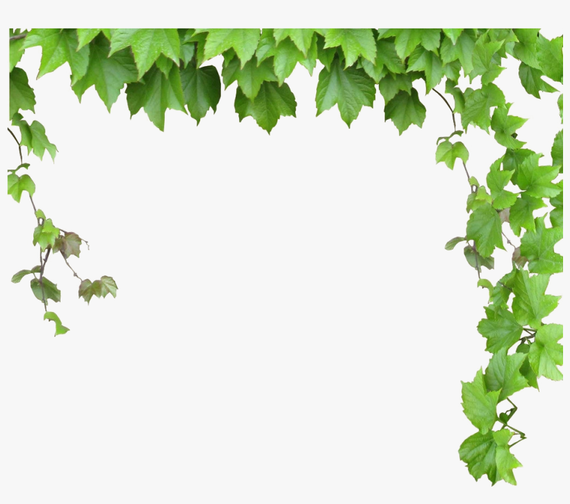 Leaves And Vines Png, transparent png #931564