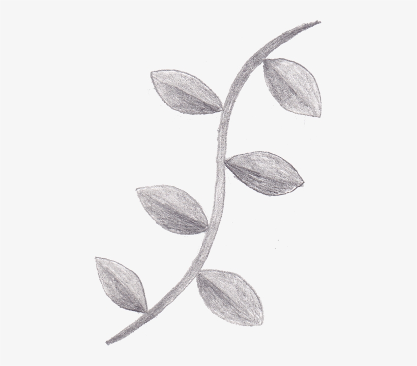 Tree Vines Clipart - Sketch, transparent png #931637