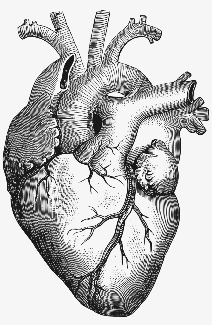 Diagram Organ Free Commercial Clipart - Anatomical Heart Vector Png, transparent png #931988
