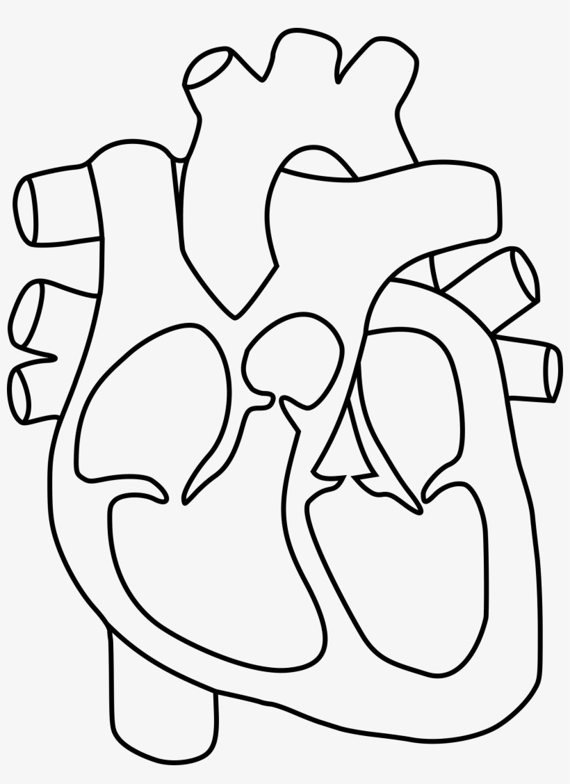 Real Human Heart Drawing At Getdrawings - Human Heart With Color, transparent png #932256