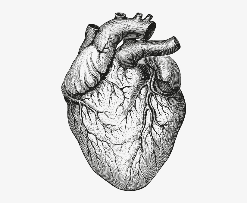 Heart Anatomy - Human Heart Illustration, transparent png #932329
