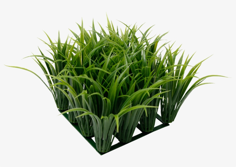 Ornamental Grass Png - Fluval Chi Grass Aquarium Ornament, transparent png #932744