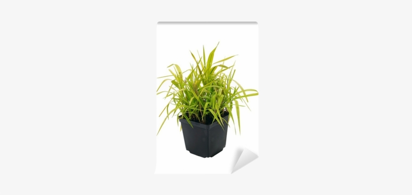 Ornamental Grass Phalaris Arundinacea Arctic Sun Wall - Flowerpot, transparent png #932765