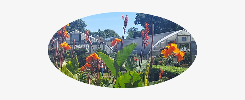 Joseph's Garden & Greenhouses - Canna Lily, transparent png #933011
