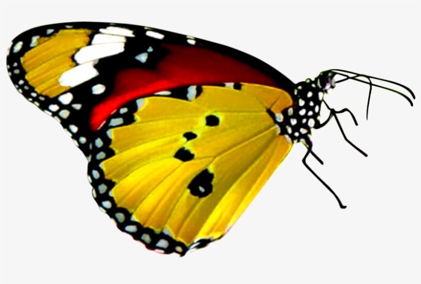 Download Png Balloon Image - Yellow And Red Butterfly, transparent png #933013
