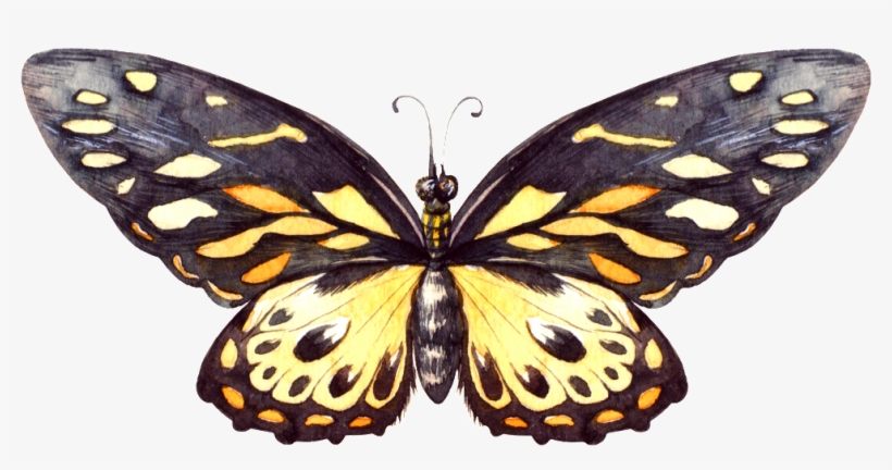 Hand Painted Yellow Black Butterfly Png Transparent - Portable Network Graphics, transparent png #933230