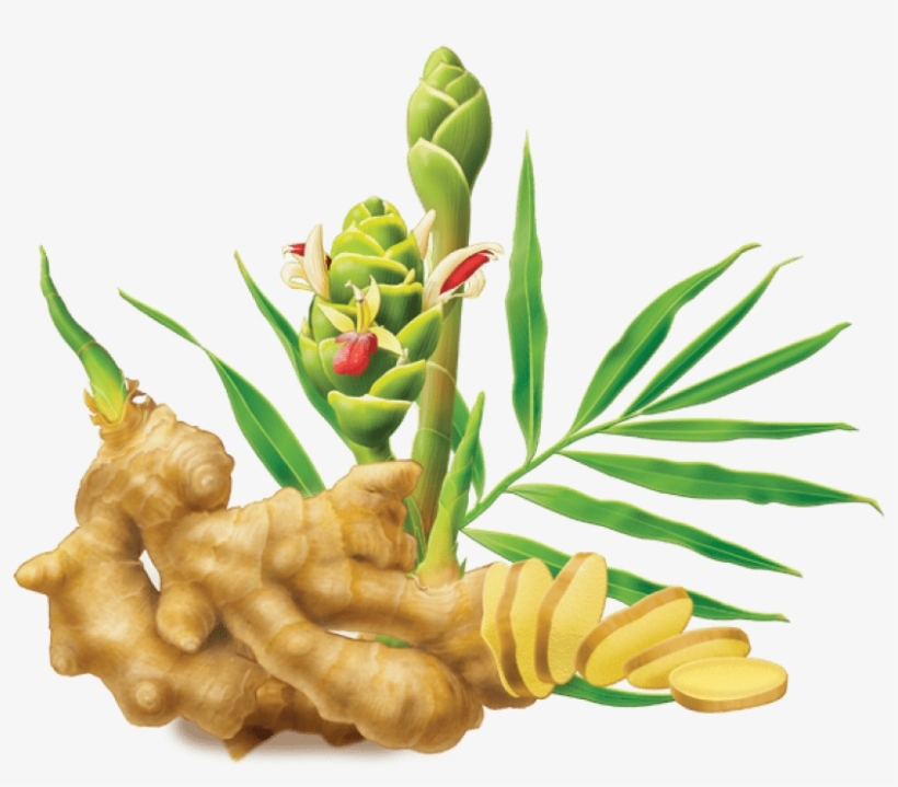 Free Png Ginger Png Images Transparent - Alvita Ginger Root Tea - 24 Bags, transparent png #933410