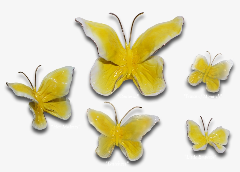 Ron & Sheila Ruiz Buttercup Butterfly Exposures International - Pieridae, transparent png #933539