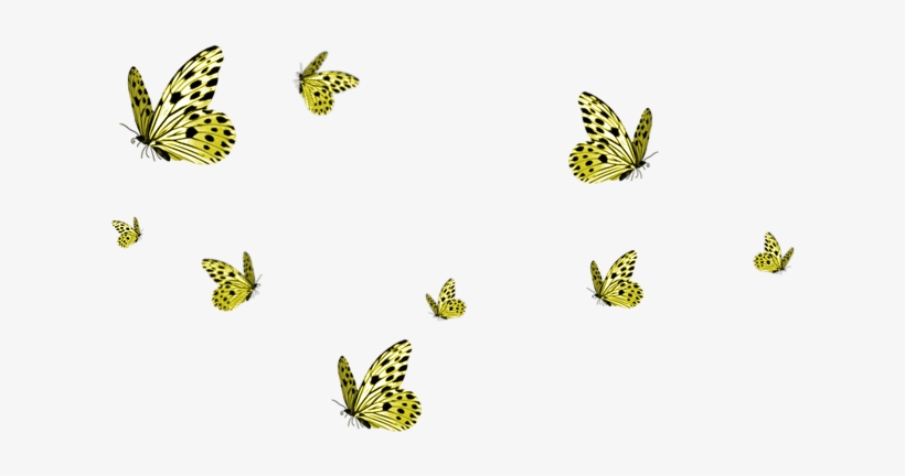 A Place To Grow - Transparent Background Butterflies Png, transparent png #933574