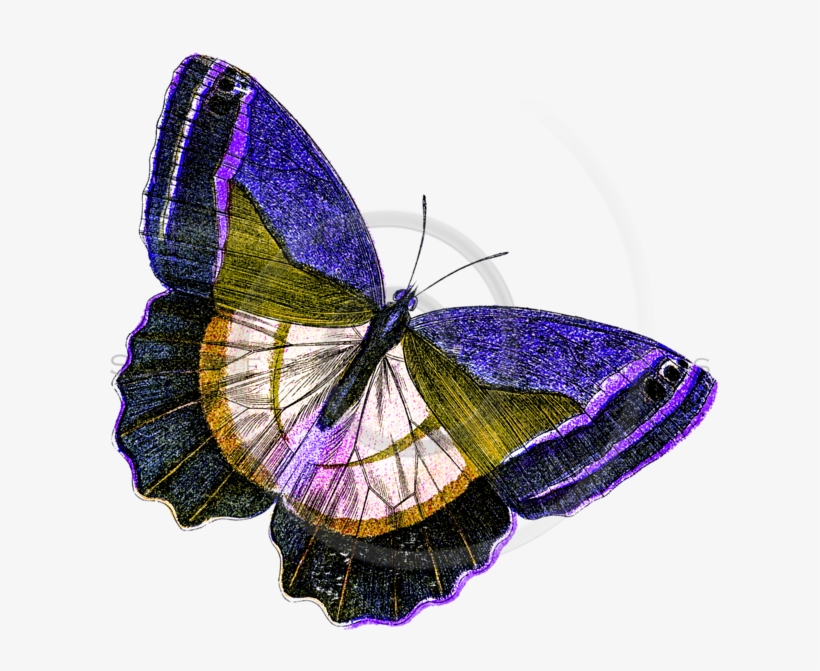 Yellow Butterfly Png, transparent png #933596