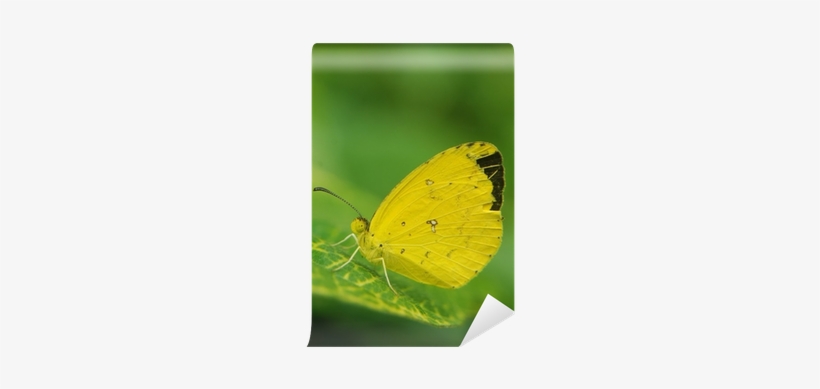 Lycaenid, transparent png #933703