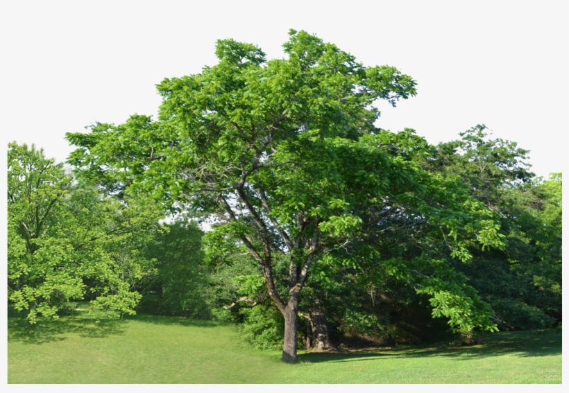 Forest Clearing Trees Png Background Stock - Italian Alder Alnus Cordata, transparent png #933782
