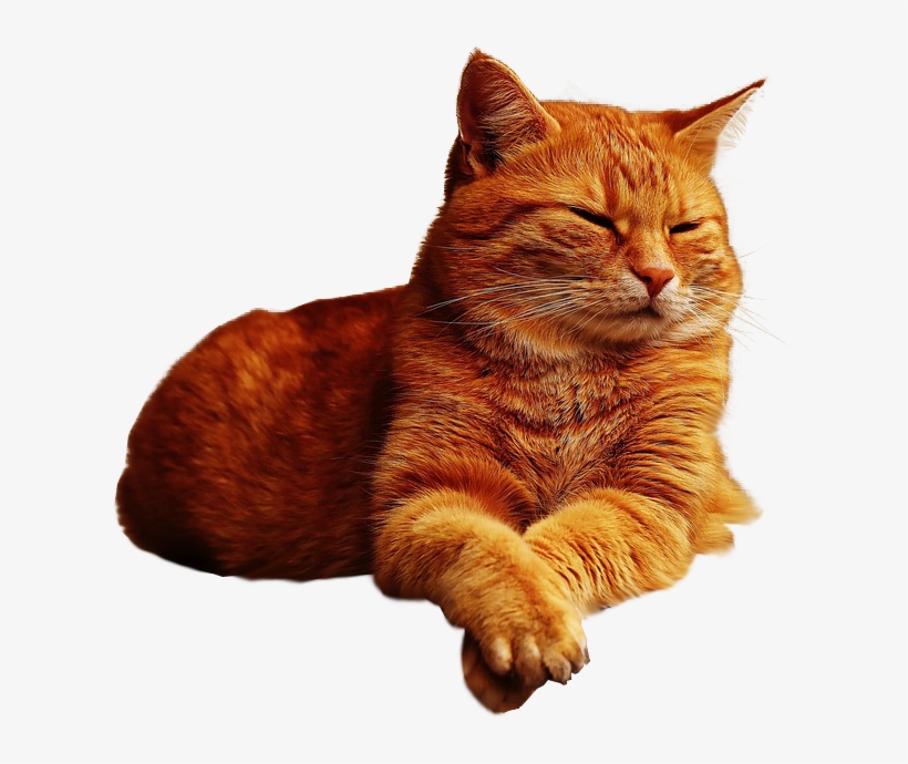 Ginger Cat Lazing Png Image Transparent Background - Ginger Cat Png, transparent png #933808