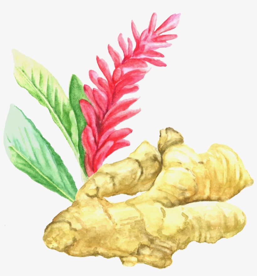 Ginger Root - Ginger, transparent png #933826